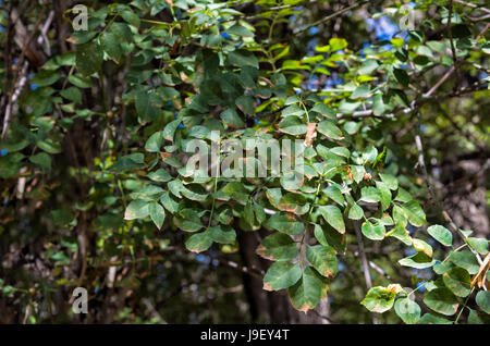 Il frassino noto come Sogdian cenere (Fraxinus excelsior), Charyn National Park, Tien Shan montagne, Kazakistan Foto Stock