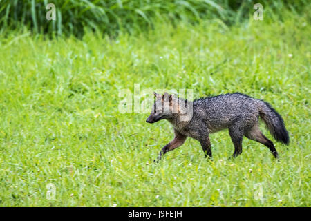 Granchio di mare mangiare fox in Colombia Sud America Foto Stock