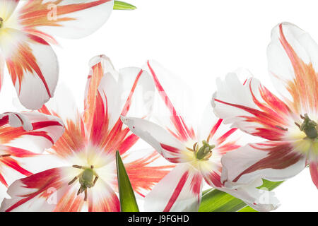 Il bianco e il rosso tulipani su sfondo trasparente Foto Stock