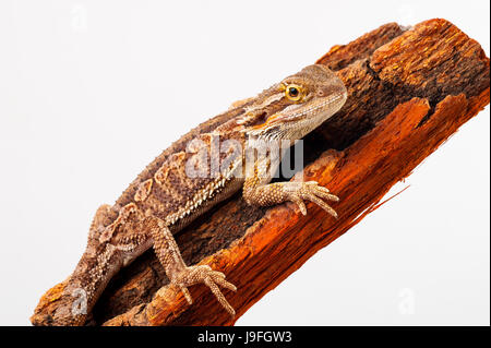 Un barbuto AGAMA SA su sfondo bianco.ubicazione sulla corteccia di albero.closeup Foto Stock
