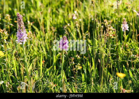 Orchidee selvatiche fioritura in un prato in West Sussex Foto Stock