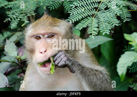 Un adulto solitario Macachi mangiatori di granchi (Macaca fascicularis) o di lunga coda Macaque alimentando il parco locale nei pressi di villaggi in Thailandia Foto Stock