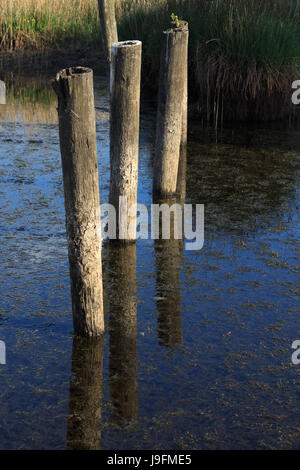 Poli riflessa nell'acqua Foto Stock