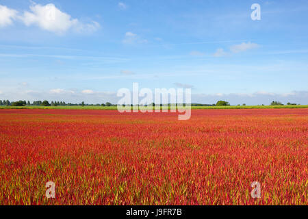 Un campo giapponese di erba di sangue noto anche come imperata cylindrica rubra nello Yorkshire sotto un cielo blu in estate Foto Stock