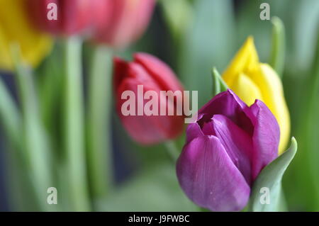 Chiudere fino ai tulipani inizio per aprire Foto Stock
