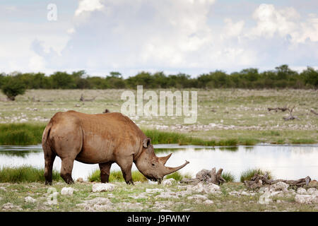 Rhino in piedi da un foro per l'acqua, Etosha NP, Namibia. Foto Stock