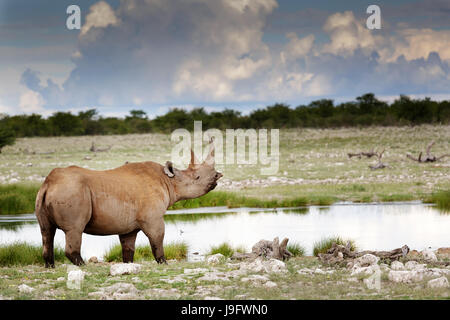 Rhino in piedi da un foro per l'acqua, Etosha NP, Namibia. Foto Stock