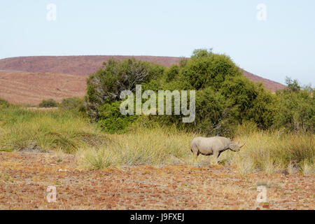 Specie rare e minacciate rinoceronte bianco in Palmwag Riserva Naturale, Namibia. Foto Stock