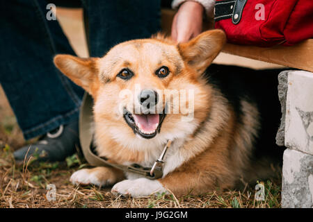 Close up ritratto di Giovane felice Welsh Corgi cane in erba secca all'aperto. Il Welsh corgi è un piccolo tipo di pastorizia cane che ha avuto origine in Galles Foto Stock