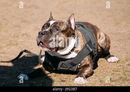 Cane American Staffordshire Terrier sulla formazione esterna. Foto Stock