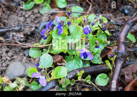 Forest viola con fiori viola e foglie verdi in una radura della foresta Foto Stock