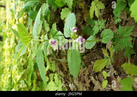 Una pianta con i fiori bianco e viola petali e foglie verdi in Leu Foto Stock