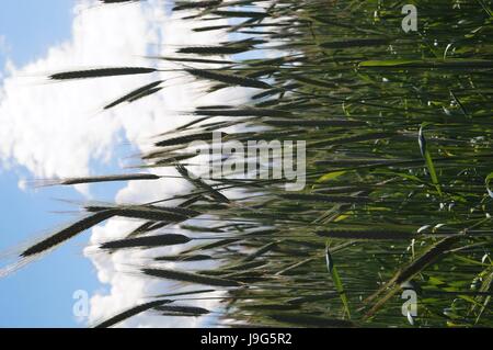Verde di spighe di grano contro il cielo blu Foto Stock