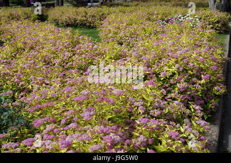 Boccole con fiori di colore rosa e foglie verdi su un aiuola di fiori nel parco Foto Stock
