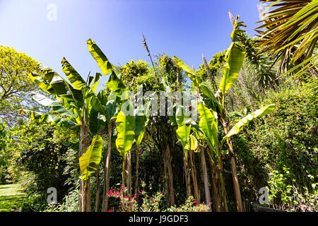 Giapponese alberi di banana,Ventnor Botanic Gardens, Isle of Wight, Regno Unito Foto Stock