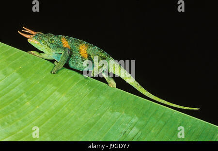 Jackson, Camaleonte chamaeleo jacksoni, maschio su sfondo nero, Foto Stock