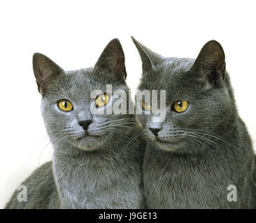 Chartreux gatto domestico, Ritratto contro uno sfondo bianco, Foto Stock