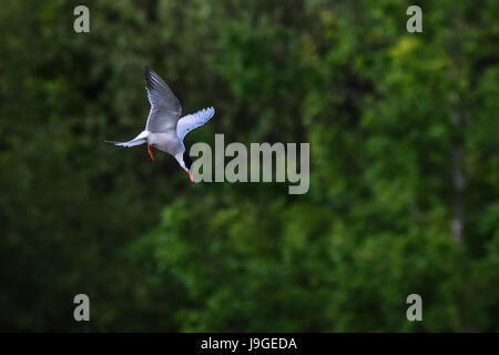 Tern comuni immersioni e che emergono dal lago in cerca di alimenti per pesci Foto Stock