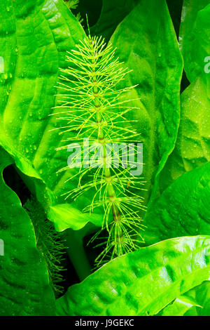 Skunk cavolo con equiseto reed lungo Spencer Creek Trail, Beverly Beach State Park, Oregon Foto Stock