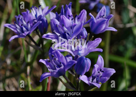 Spring Squill, Scilla Verna, South Stack, Anglesey, Galles del Nord, Regno Unito, Foto Stock