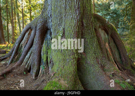 Sitka Abete (Picea sitchensis) sul moncone infermiere lungo il sud Depoe Bay Creek Sentiero Natura, Depoe Bay, Lincoln County, Oregon Foto Stock