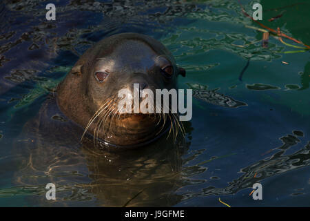 Il leone marino della California (Zalophus californianus), Newport, Oregon Foto Stock