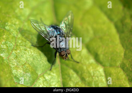 Bluebottle volare sulle foglie con sfondo verde Foto Stock