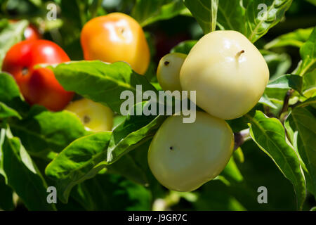 Più crescente Capsicum annuum, Alma Paprikas in vari stadi di crescita e di sfumature di colore da quasi bianco a rosso. Messa a fuoco poco profonde sui due capsicu Foto Stock