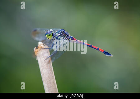 Un Scarlet granatiere (Lathrecista asiatica) Dragonfly, profilo laterale shot del maschio come egli posatoi su un bastone rotto in attesa la sua preda. Foto Stock