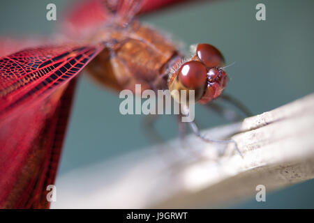 Neurothemis fluctuans comunemente noto come la libellula Grasshawk visto nel Borneo, Malaysia Foto Stock