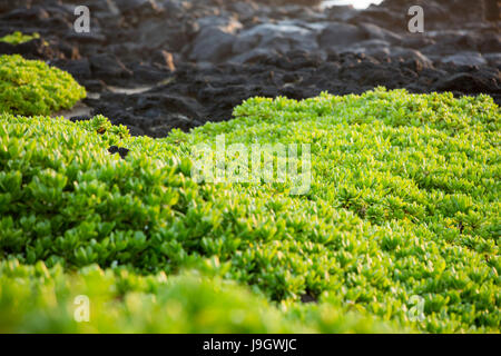 Vista della costa est di Oahu, Makapuu Beach Park, Waimanalo Foto Stock