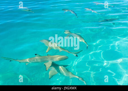 Blacktip squali di barriera a Moorea, Polinesia Francese Foto Stock