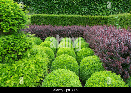 Globi casella;yew;carpino bianco e viola Berberis hedging Foto Stock