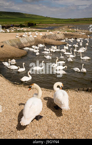 Regno Unito Inghilterra, Dorset,, Abbotsbury Swannery, cigni nella flotta Foto Stock