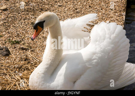 Regno Unito Inghilterra, Dorset,, Abbotsbury Swannery, cigno seduta sul nido Foto Stock