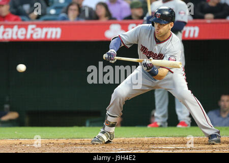 Anaheim, California, USA. 1° giu, 2017. Minnesota Twins primo baseman Joe Mauer #7 tenta di bunt per un singolo nel gioco tra il Atlanta Braves e Los Angeles gli angeli di Anaheim, Angel Stadium di Anaheim, CA, fotografo: Pietro Joneleit Credito: Cal Sport Media/Alamy Live News Foto Stock