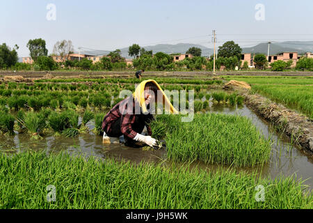 Taiyuan cinese nella provincia di Shanxi. 2 Giugno, 2017. Un agricoltore trapianti pianticelle di riso nei campi Dasi villaggio di Taiyuan Città, capitale del nord della Cina nella provincia dello Shanxi, Giugno 2, 2017. Credito: Zhan Yan/Xinhua/Alamy Live News Foto Stock