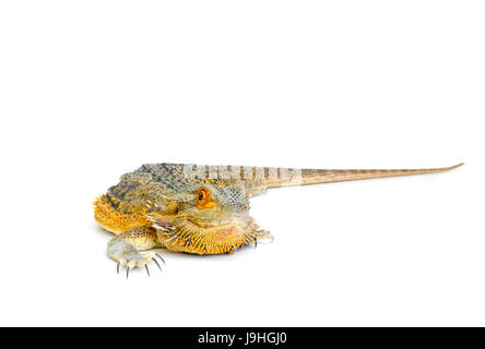 Centrale di Drago Barbuto (Pogona vitticeps) su sfondo bianco Foto Stock