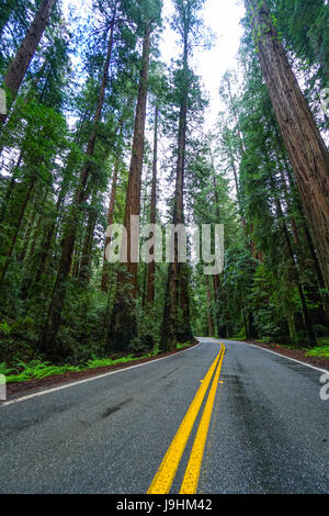 Awesome street view nel Parco Nazionale di Redwood - rosso alberi di cedro Foto Stock