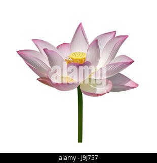 Lotus isolato su sfondo bianco. Foto Stock
