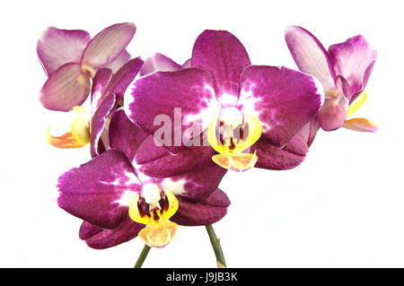 Fiore, impianto, fragile, spa, minerale Molla, molla di medicinali, orchidea, Foto Stock