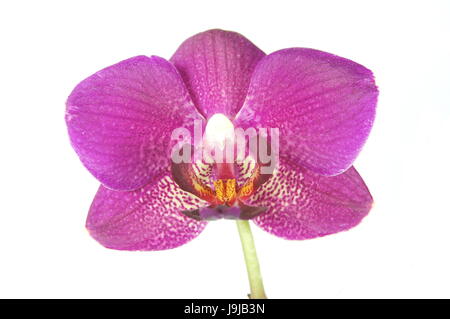 Bella, beauteously, Nizza, isolato, fiori, piante, flora, botanica, Foto Stock