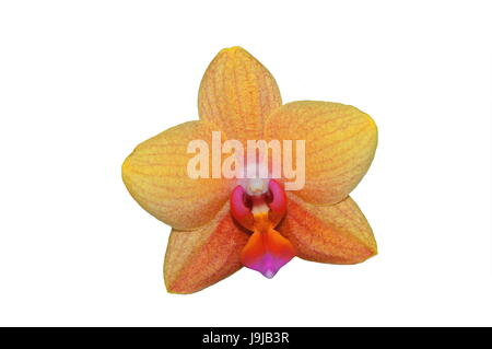 Bella, beauteously, Nizza, isolato, fiori, piante, flora, botanica, Foto Stock