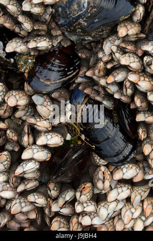 Cozze con collo d'oca cirripedi, Yachats parco statale, Oregon Foto Stock