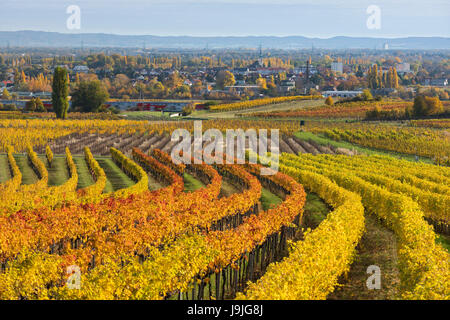 Autunnale di vigneti in Termenregion, di Baden vicino a Vienna, il distretto industriale, Austria Inferiore, Austria Foto Stock