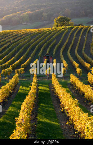 Autunnale di vigneti in Termenregion, di Baden vicino a Vienna, il distretto industriale, Austria Inferiore, Austria Foto Stock