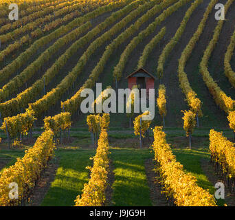 Autunnale di vigneti in Termenregion, di Baden vicino a Vienna, il distretto industriale, Austria Inferiore, Austria Foto Stock