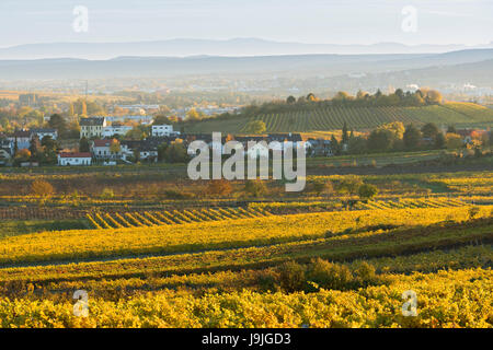 Autunnale di vigneti in Termenregion, di Baden vicino a Vienna, il distretto industriale, Austria Inferiore, Austria Foto Stock