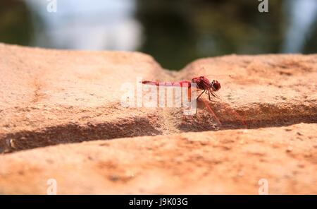 Close up di Libellula rossa seduta ed in appoggio su una parete Foto Stock