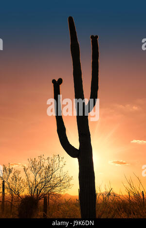 Cactus Saguaro nel deserto Sonoran, Arizona. Foto Stock